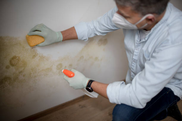 Best Fast Mold Removal  in Oak Ridge, TN