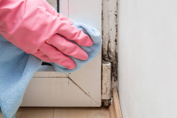 Reliable Oak Ridge, TN Mold Removal Solutions