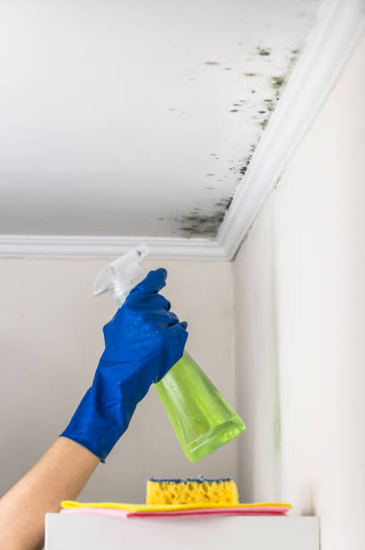 Best Best Mold Removal Companies  in Oak Ridge, TN